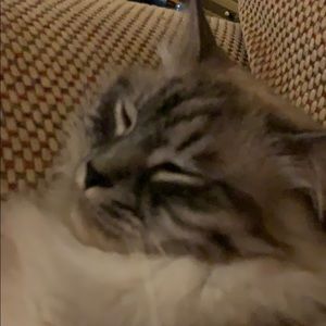 Meet your Posher, Caiden